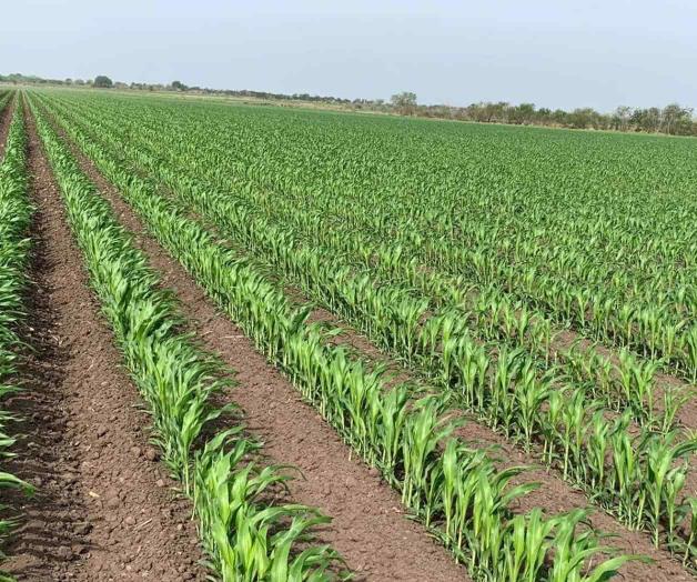 Aún están por llegar varios frentes fríos