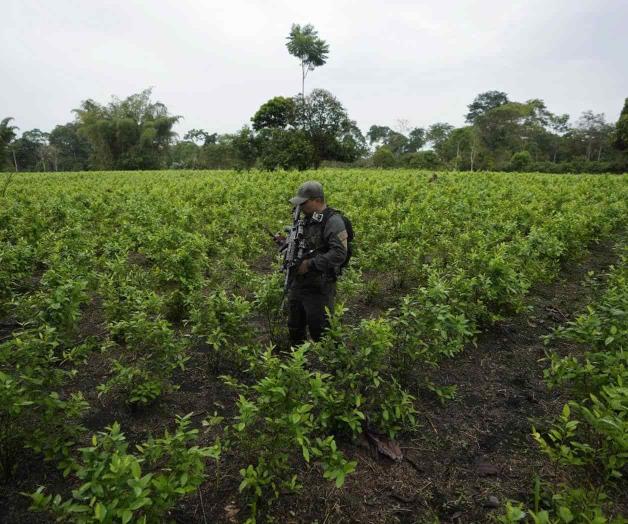 Aumento récord de cultivos de hoja de coca en Colombia Aumento récord de cultivos de hoja de coca en Colombia