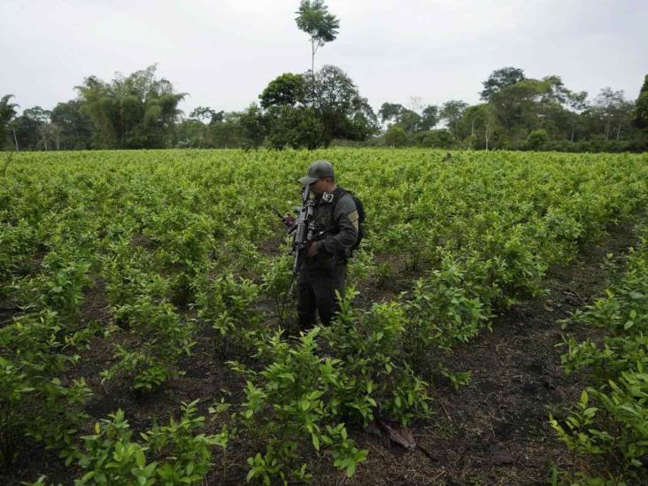 Cultivos De Hoja De Coca En Colombia 2023