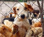 Promueven adopción de animales en Reynosa