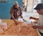 Continúa captura camarón a la baja