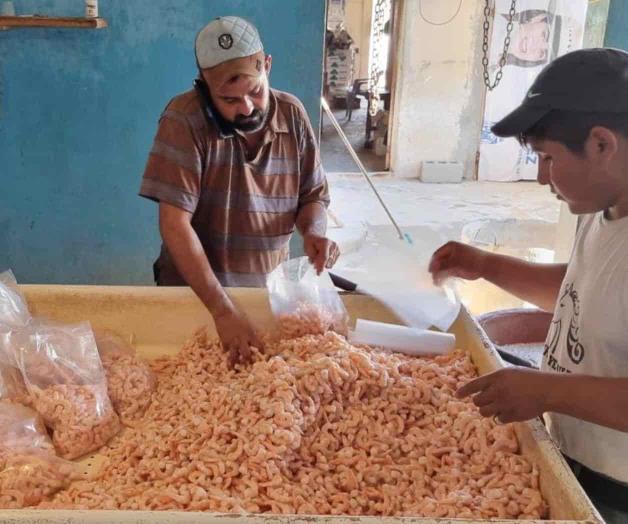 Continúa captura camarón a la baja