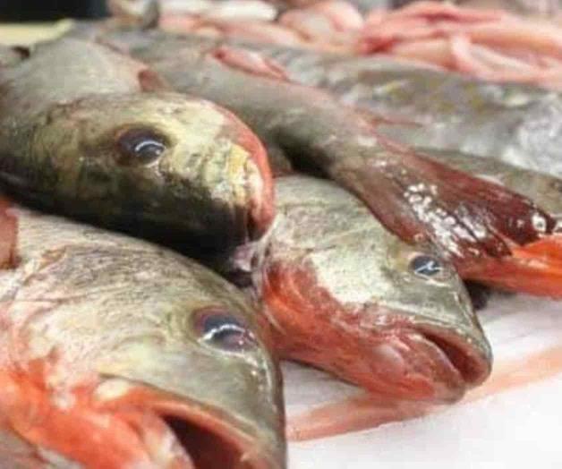 Difunden precios de pescados