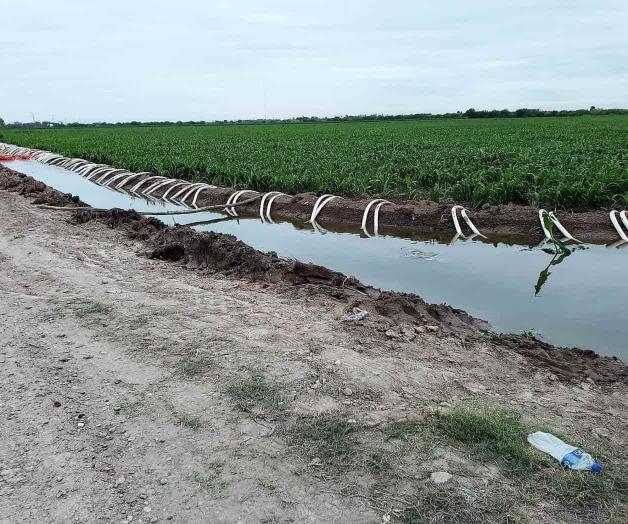 Auguran buen ciclo agrícola para la zona Ribereña