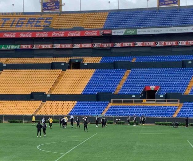 Tigres en Entrenamientos: Todo lo que Debes Saber