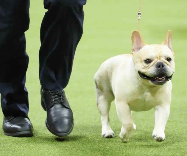 Los bulldogs franceses son la raza más popular