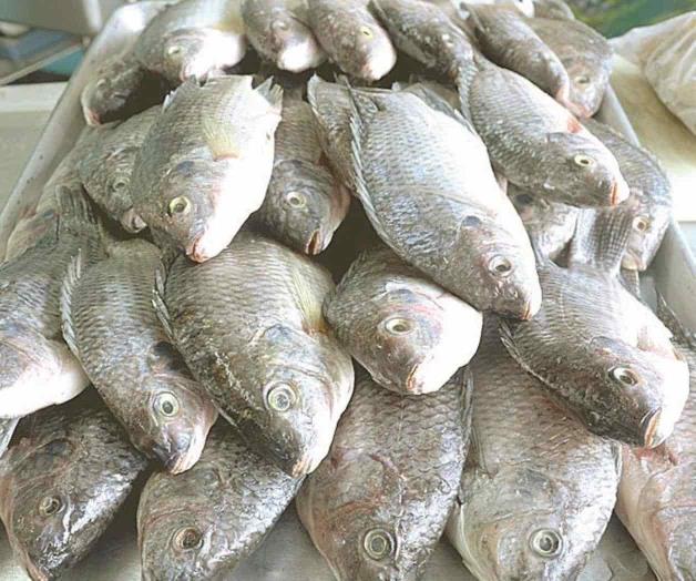 Alertan sobre consumo de pescado y mariscos