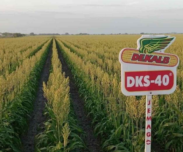 Repunta esperanza en el sorgo