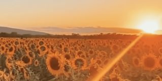 Noticias | Las flores amarillas han ganado un protagonismo especial durante los últimos años suscitando la curiosidad de muchos sobre el significado detrás de este gesto, que se realiza el 21 de marzo. Aquí te decimos cuál es la razón.