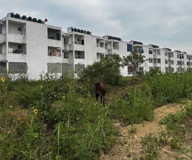 Caballos abandonados ocasionan plagas Caballos abandonados ocasionan plagas
