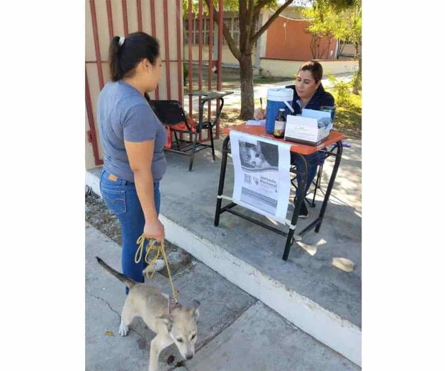 Vacunan a perros y gatos contra la rabia Vacunan a perros y gatos contra la rabia