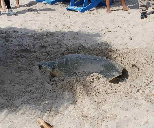 Advierten castigos por robar tortugas