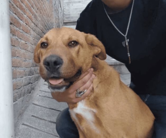 Caso Camila: Rescatan a segundo perro de mujer linchada en Taxco Caso Camila: Rescatan a segundo perro de mujer linchada en Taxco