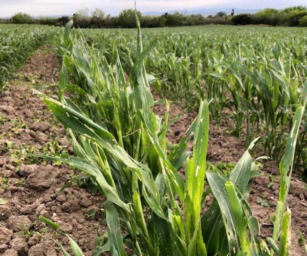 Asechan plagas cultivos de sorgo Asechan plagas cultivos de sorgo