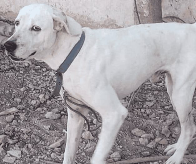 Nuevo acto de crueldad animal en Yucatán: matan a una perrita