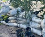 Reforestarán con árboles nativos