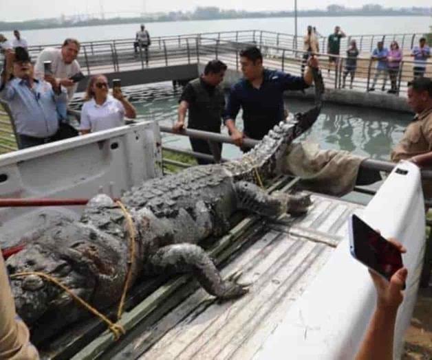 Hallan cocodrilo muerto en Tampico Hallan cocodrilo muerto en Tampico