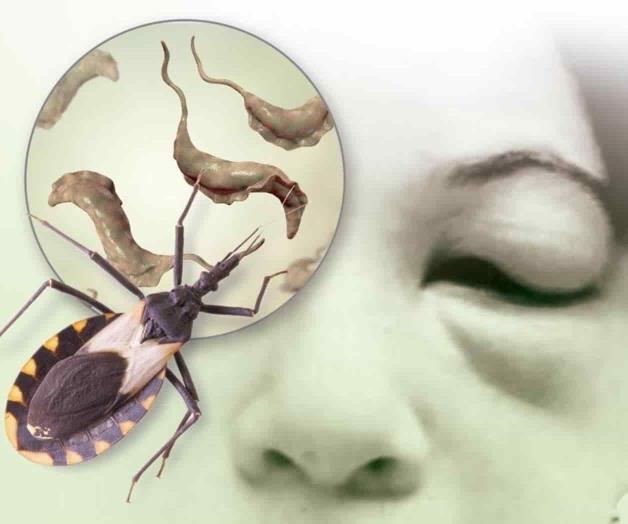 Advierten ‘Mal de Chagas’ en EU