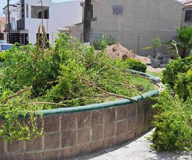 Vandalizan área verde en disputa