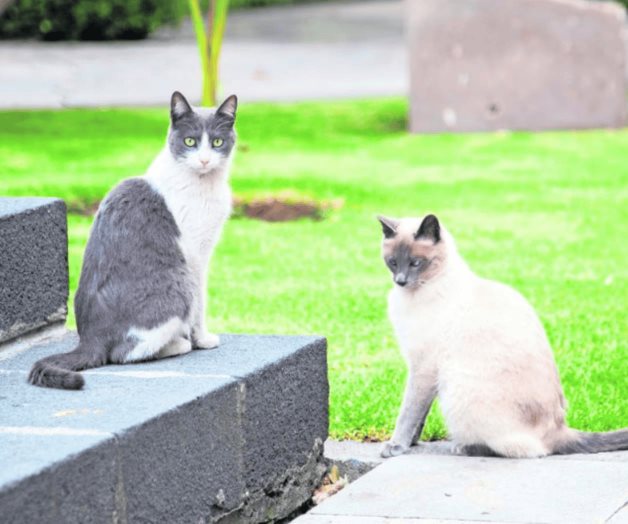 PETA agradece a AMLO protección a gatos de Palacio Nacional