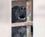 Exhortan cuidar a mascotas del calor