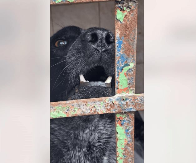 Exhortan cuidar a mascotas del calor Exhortan cuidar a mascotas del calor