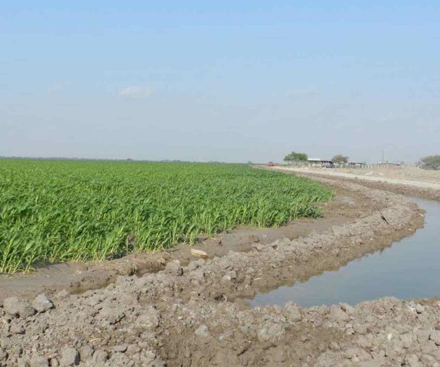 Alistan siembras para el temporal Alistan siembras para el temporal