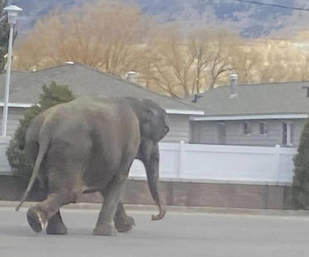 Elefanta se escapa de circo y causa sensación en calles de Montana Elefanta se escapa de circo y causa sensación en calles de Montana