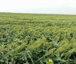 Fuertes vientos "acamaron" algunos sembradíos de sorgo
