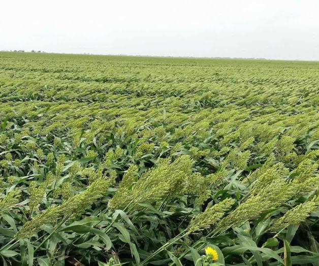 Fuertes vientos “acamaron” algunos sembradíos de sorgo Fuertes vientos “acamaron” algunos sembradíos de sorgo