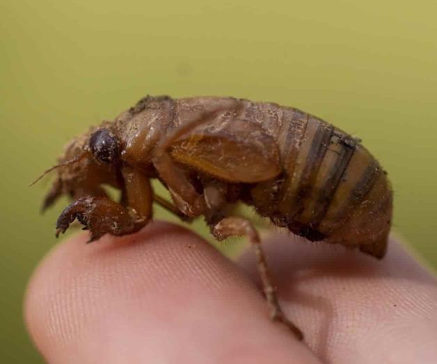 Cigarras son tan ruidosas que residentes llaman a la policía