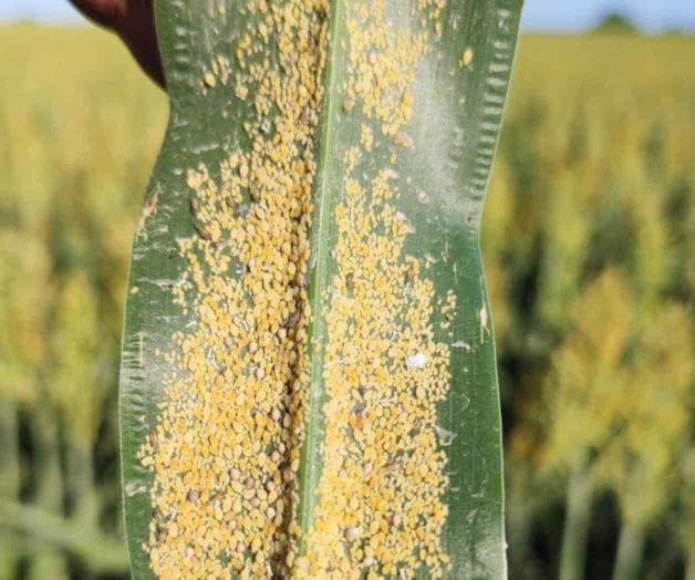 Ataca el pulgón amarillo al sorgo de la región