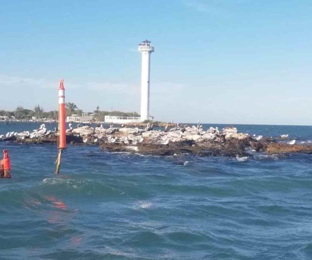 Cae drásticamente la captura de peces Cae drásticamente la captura de peces