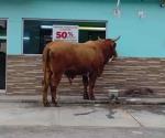 Captan a un toro en plaza  del centro