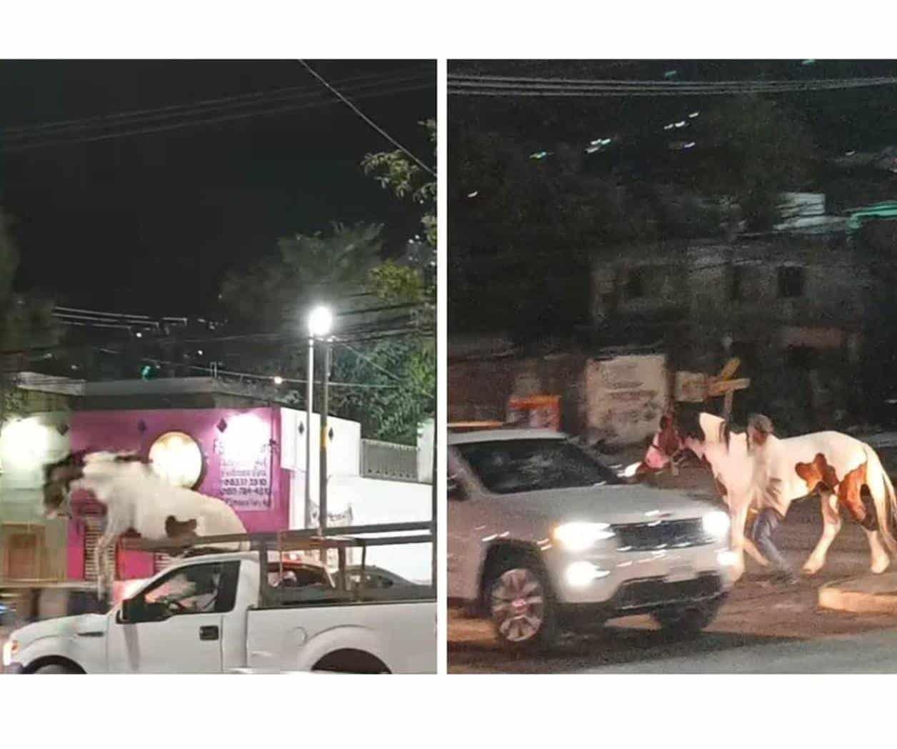 Se escapa caballo en plena avenida de Guadalupe, NL
