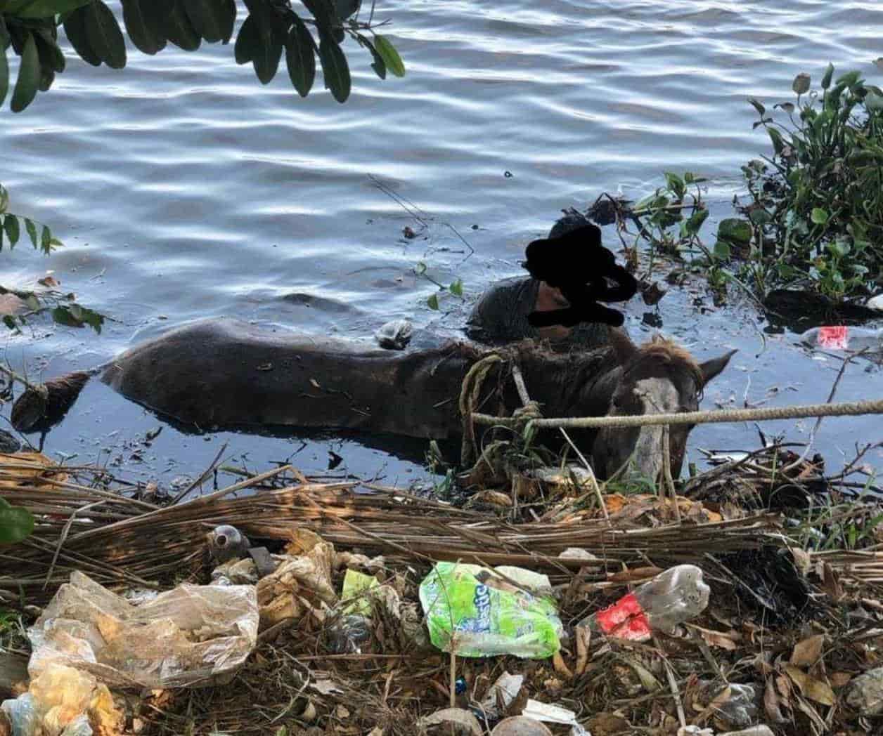 Sacan de laguna a potrillo atascado en Altamira