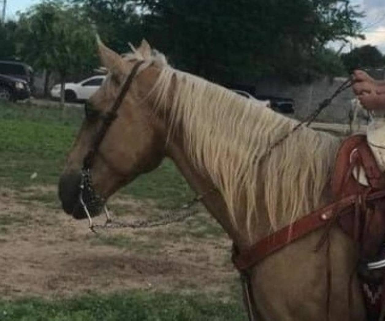 ‘Desaparecen’ dos caballos en Río Bravo; temen robo