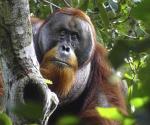 Usa orangután planta para curar una herida