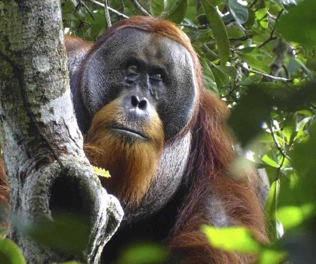 Usa orangután planta para curar una herida Usa orangután planta para curar una herida