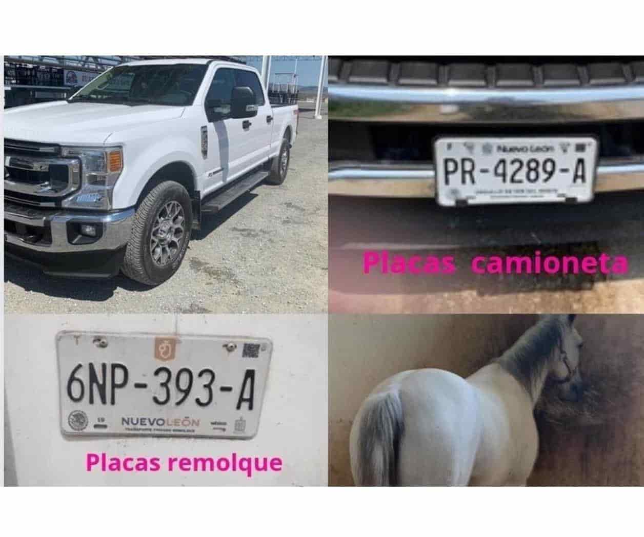 Le roban a vaqueros camioneta y una yegua en Zacatecas