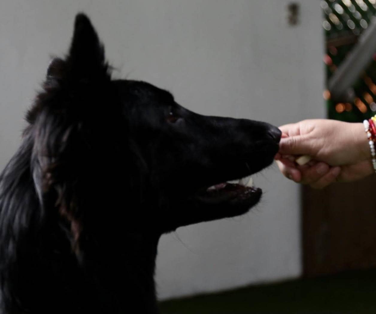 Cómo cargar a tu perro de forma segura Cómo cargar a tu perro de forma segura