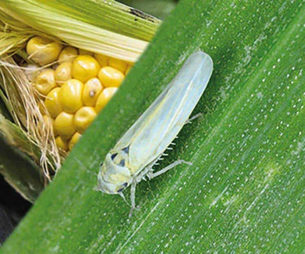 Revelan plagas; se reúnen productores en Río Bravo Revelan plagas; se reúnen productores en Río Bravo