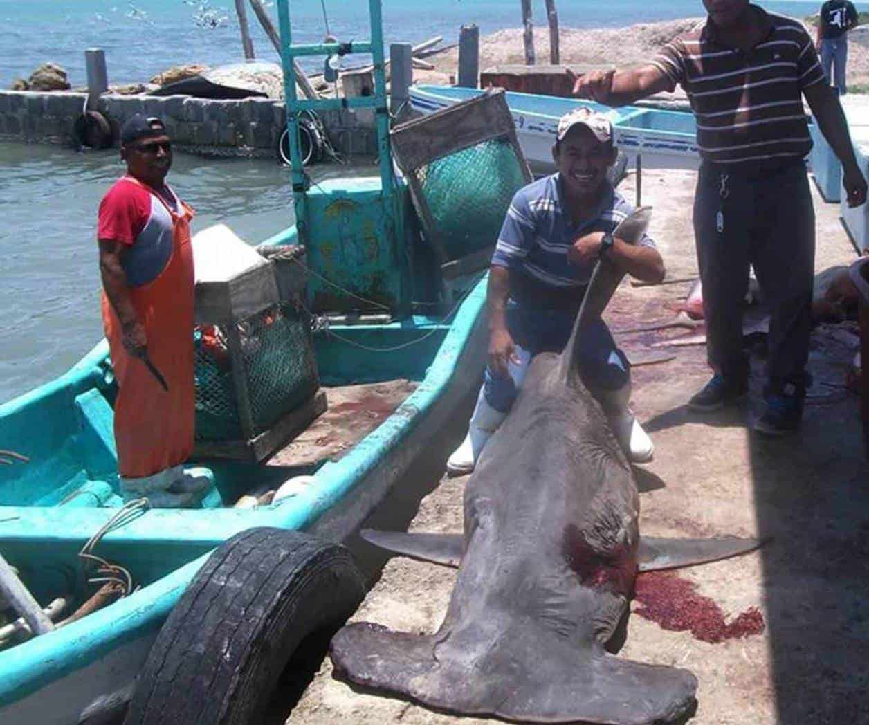 Intensifican vigilancia por la veda de tiburón