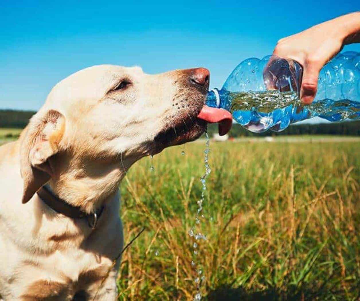 Recomiendan hidratar bien a las mascotas