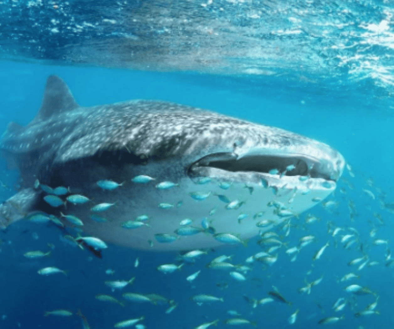 Reportan avistamiento de un ´tiburón ballena´ en Hermosillo, Sonora