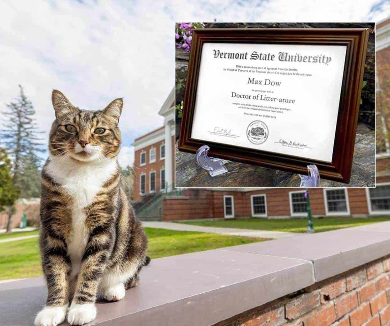 Otorgan a un gato doctorado honorífico en Universidad de Vermont