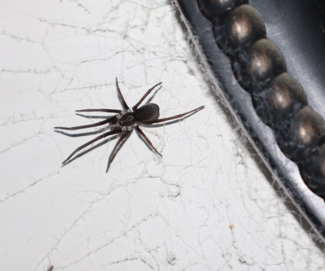 Ola de calor ´despierta´ a los arácnidos