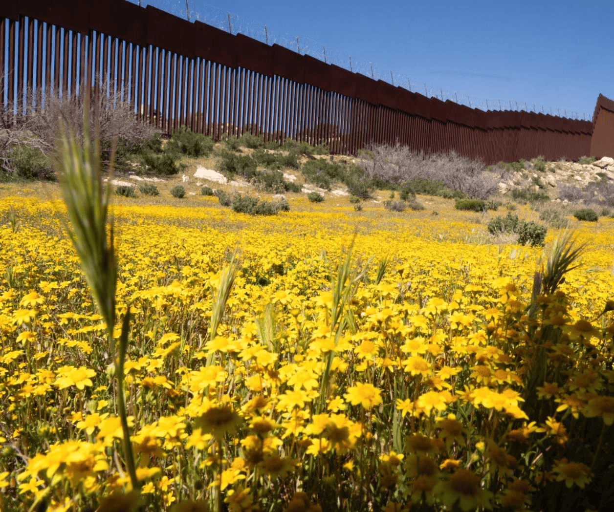 Documentación de la biodiversidad en la frontera México-EEUU