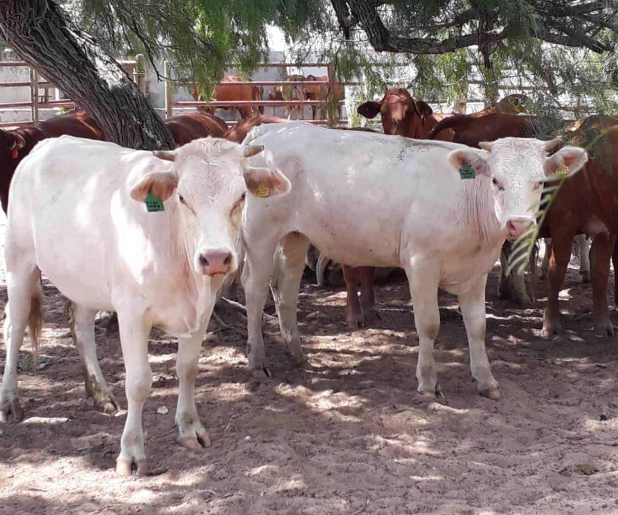 Reportan pérdida de reses por calor en Reynosa