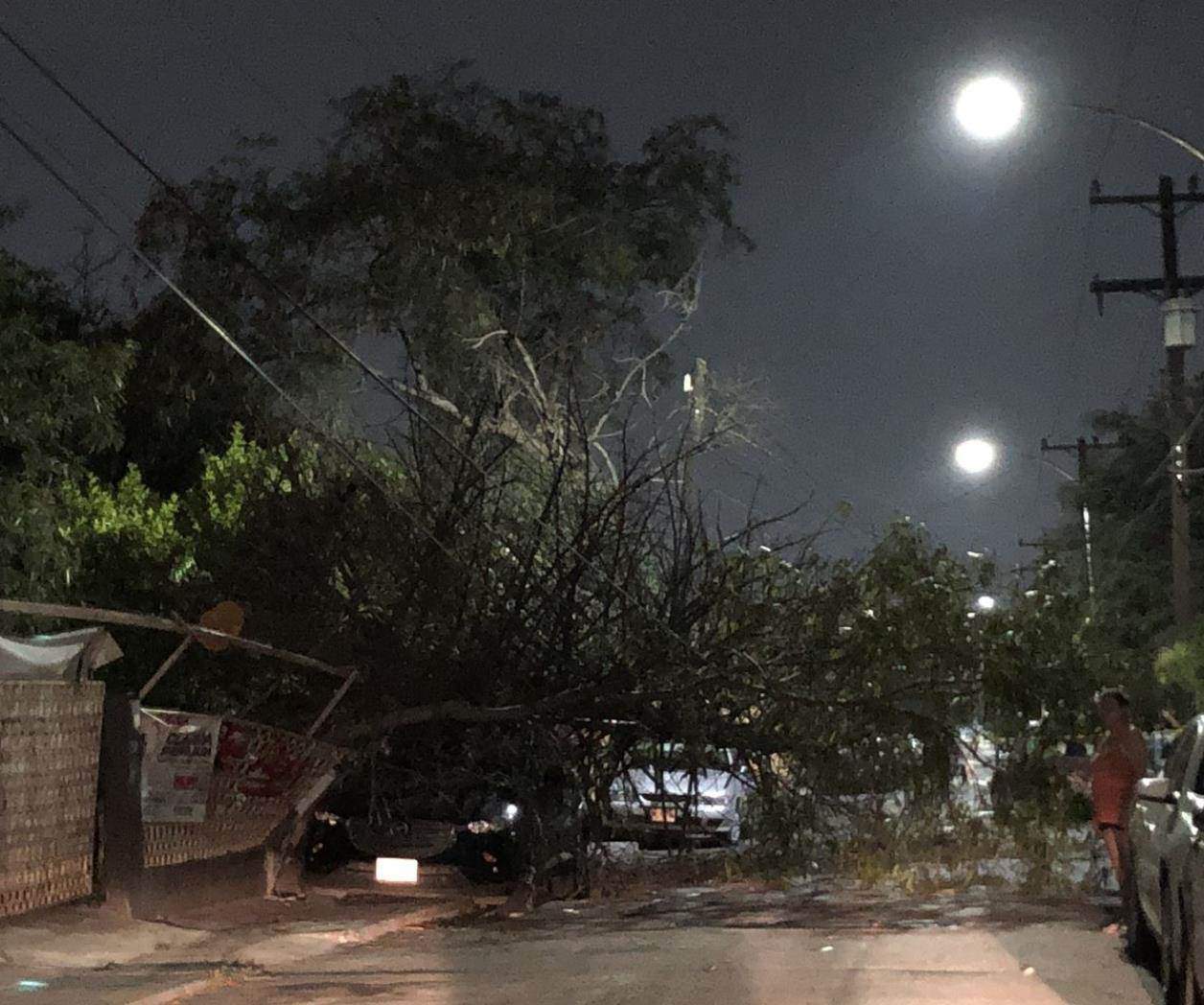 Fuertes vientos causan caída de árboles y daños en Monterrey Fuertes vientos causan caída de árboles y daños en Monterrey